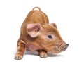 Young pig kneeling mixedbreed, isolated