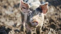 Young pig laying in a dirt Royalty Free Stock Photo