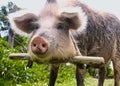 A young pig looks into the camera, Samegrelo region, Georgia.