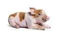 Young pig lying down mixedbreed, isolated