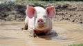 Young pig in muddy water with curious expression facing camera Royalty Free Stock Photo