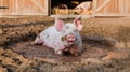 Young Pig Resting in Mud with Visible Splashes on Pinkish Coat Royalty Free Stock Photo