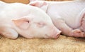 Young pig in shed Royalty Free Stock Photo