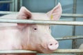 Young pig in shed Royalty Free Stock Photo