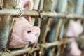 Young pig in shed Royalty Free Stock Photo