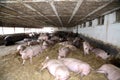 Mighty pregnant pig sows laying in the barn Royalty Free Stock Photo