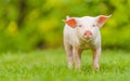 Young pig is standing on the green grass. Happy piglet on the meadow looking at the camera Royalty Free Stock Photo