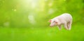 Young pig is standing on the green grass. Happy piglet on the meadow. Wide banner Royalty Free Stock Photo