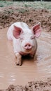 Young pig wading through muddy water, ears flapping playfully Royalty Free Stock Photo