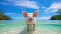 Young Pig Wading in Shallow Water at a Beach Setting Royalty Free Stock Photo
