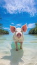 Young Pig Wading in Shallow Water on Sunny Day Royalty Free Stock Photo