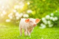 Young pig is walking on the green grass. Happy piglet on the meadow Royalty Free Stock Photo