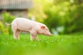 Young pig is walking on the green grass. Happy piglet on the meadow Royalty Free Stock Photo