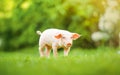 Young pig is walking on the green grass. Happy piglet on the meadow, summer day Royalty Free Stock Photo