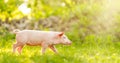 Young pig is walking on the green grass. Happy piglet on the meadow Royalty Free Stock Photo