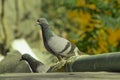 A young pigeon bird sitting on a water pipe