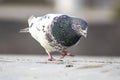 A young pigeon with grey nech and while feather