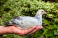 Young pigeon on hand outdoors