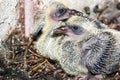 The young pigeon in the nest