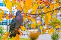 A young pigeon sits on a rowan branch among bright autumn leaves