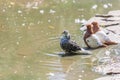 A young pigeon sits by the water and bathes