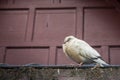 A young pigeon