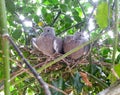 Young pigeons in nest at approximately nineteen days old Royalty Free Stock Photo