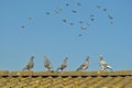 Young pigeons watch flying pigeons