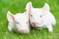 Young piglet on green grass