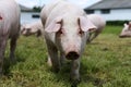 Young piglet on green grass meadow at pig breeding farm rural scene Royalty Free Stock Photo