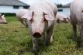 Young piglet on green grass meadow at pig breeding farm rural scene