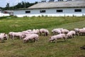 Piglets on the farm. Little piglets household. Lovely pets