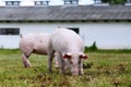 Pigs farming raising breeding in animal farm rural scene Royalty Free Stock Photo