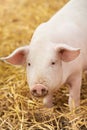 Young piglet on hay at pig farm Royalty Free Stock Photo