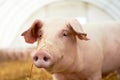 Young piglet on hay at pig farm