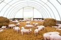 Young piglet on hay at pig farm