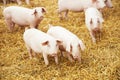 Young piglet on hay at pig farm Royalty Free Stock Photo