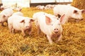 Young piglet on hay at pig farm Royalty Free Stock Photo