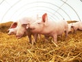 Young piglet on hay at pig farm Royalty Free Stock Photo