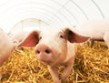 Young piglet on hay at pig farm Royalty Free Stock Photo