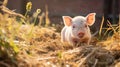 Young piglet on hay and straw at pig breeding farm. Generative AI Royalty Free Stock Photo