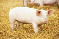 Young piglet on hay and straw at pig breeding farm Royalty Free Stock Photo