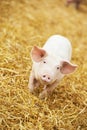 Young piglet on hay and straw at pig breeding farm