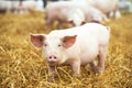 Young piglet on hay and straw at pig breeding farm