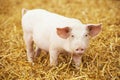 Young piglet on hay and straw at pig breeding farm