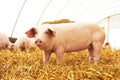 Young piglet at pig breeding farm Royalty Free Stock Photo