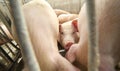 young piglet in the sty Royalty Free Stock Photo