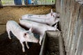 Young piglets investigate the fence around their pen.