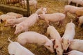 Young Piglets at Livestock Farm