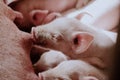 Young Piglets at Livestock Farm